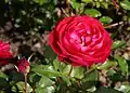 ‘Rouge Meilove’, Meilland-Richardier, 2003