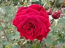 'Royal Velvet', posthum 1959