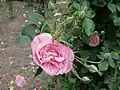 ‘Ruby Queen’, Manda, 1900