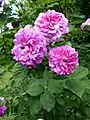‘Russelliana’, Cormack & Sinclair, < 1826