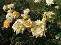 ‘Sole di San Remo’, Mansuino, 1975