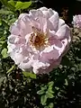 ‘Souvenir de Louis Amade’, Delbard, 1998
