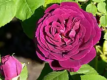 ‘Souvenir du Docteur Jamain’, Lacharme, 1865