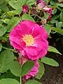 ‘Portland-Rose’, Portland, 1775