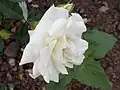 ‘White Jewel’, Boerner/Jackson & Perkins, 1957