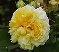 ‘Yellow Button’, Austin, 1975