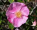 ‘Anemone’, J. C. Schmidt, 1896