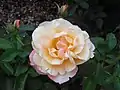 ‘Apricot Queen Elizabeth’, Verschuren & Zonen,  1980