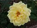 ‘Avril Sherwood’, Sherwood/Mason, 1975