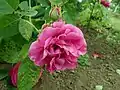 'Beauté de Versailles'