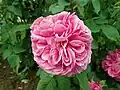 ‘Bouquet de Flore’, Bizard, 1833