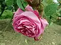 ‘Burgundy’, Roseraie de l’Hay, ?
