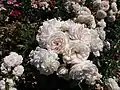 ‘Cremosa’, Tantau, 2004