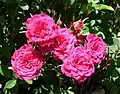 ‘Dancing Jewel’, Morey, 1978