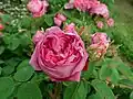 'Docteur Marjolin'