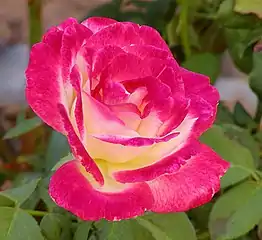 Double Delight