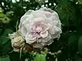 ‘Dr. Selma Lagerlöf’, ?