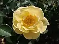 ‘Gelbe Babyflor’, Tantau, 2016