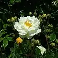 Rosa 'Ghislaine de Féligonde', Europa-Rosarium Sangerhausen