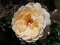 ‘Hermann-Hesse-Rose’, Reinhard Noack, vor 2008