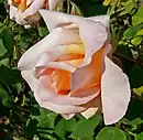 'Michèle Meilland', 1945