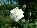 ‘Wells’ White Climber’, (auch: ‘Mme. d’Arbley’), William Wells, 1835