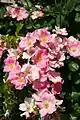 ‘Pink Bassino’, Kordes, vor 1990