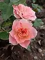 ‘Pink Meillandina’, Meilland, 1980