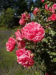 Rosarium Uetersen