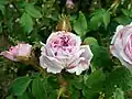 'Rotrou'