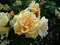 ‘Scholles Gelbe Moosrose’, Ewald Scholle, um 1985