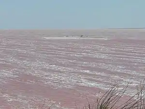 Durch D. salina rosa bis orange gefärbte Sole des Sywaschsees im nordwest­lichen Teil der Halb­insel Krim