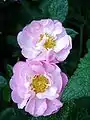 ‘St. Nicholas’, Rosa damascena, Robert James, 1950