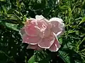 Windflower