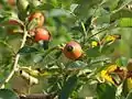 Hunds-Rose(Rosa canina)