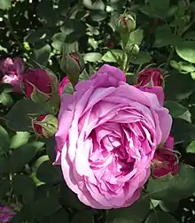Rosa 'La Reine' (syn.: 'Reine des Français')