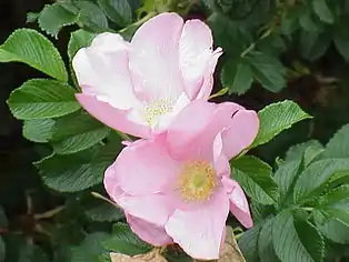 Dagmar Hastrup