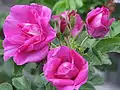 ‘Tsaritsa Severa’, Rosa rugosa, Eduard August von Regel, 1879