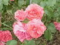 ‘Rosarium Uetersen’, Kordes, 1977