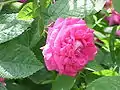 ‘Rose du Roi’, Lélieur, 1815