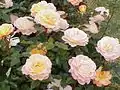 ‘Rosemary Harkness’, Harkness, 1985