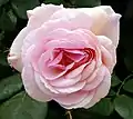 ‘A Shropshire Lad’, Austin, 1996