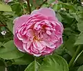 ‘Anne Boleyn’, Austin, 1999