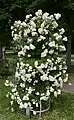 Rosa 'Ghislaine de Féligonde', Rosarium Baden
