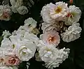Rosa 'Ghislaine de Feligonde', Rosarium Baden