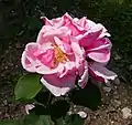 ‘Lady Mary Fitzwilliam’, Bennett, 1880