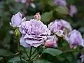 Rosa 'Novalis'