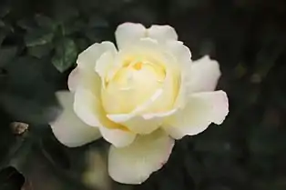 Garden Party