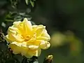 ‘Old Yellow Scotch’, vor 1800