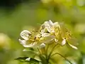Blüten der Rosa banksiae var. lutescens